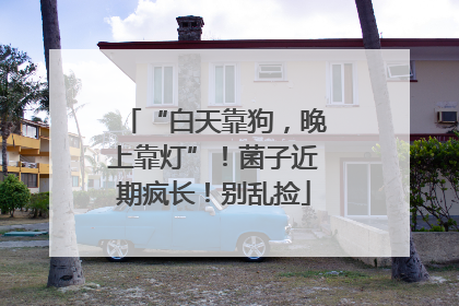 “白天靠狗，晚上靠灯”！菌子近期疯长！别乱捡