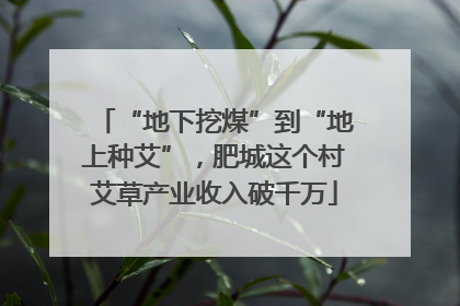“地下挖煤”到“地上种艾”，肥城这个村艾草产业收入破千万