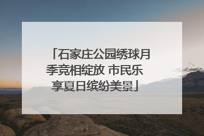 石家庄公园绣球月季竞相绽放 市民乐享夏日缤纷美景