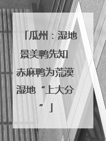 瓜州：湿地景美鸭先知 赤麻鸭为荒漠湿地“上大分”