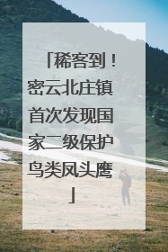 稀客到！密云北庄镇首次发现国家二级保护鸟类凤头鹰