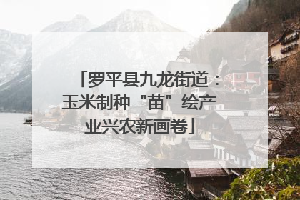 罗平县九龙街道：玉米制种“苗”绘产业兴农新画卷