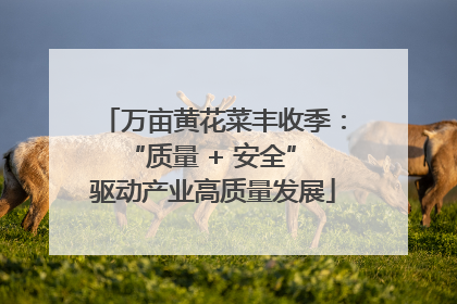 万亩黄花菜丰收季：“质量 + 安全” 驱动产业高质量发展