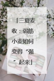 三夏麦收：弱筋小麦如何变得“强”起来