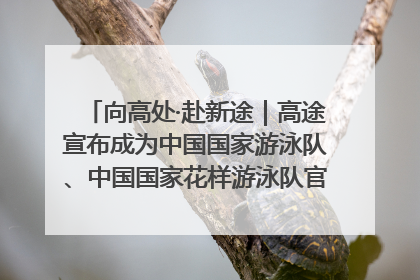 向高处·赴新途｜高途宣布成为中国国家游泳队、中国国家花样游泳队官方学习合作伙伴