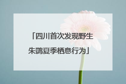 四川首次发现野生朱鹮夏季栖息行为