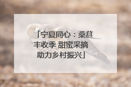 宁夏同心：桑葚丰收季 甜蜜采摘助力乡村振兴