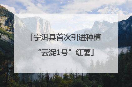 宁洱县首次引进种植“云淀1号”红薯