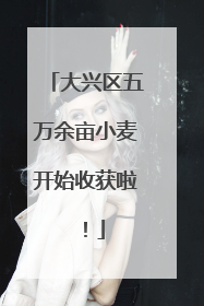 大兴区五万余亩小麦开始收获啦！