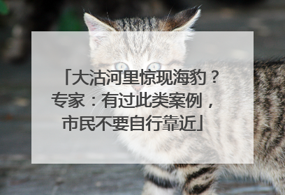 大沽河里惊现海豹？专家：有过此类案例，市民不要自行靠近