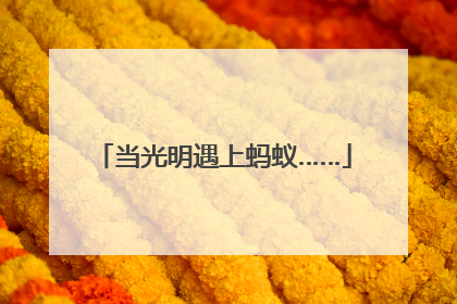 当光明遇上蚂蚁……
