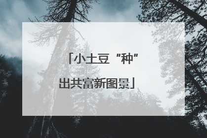 小土豆“种”出共富新图景