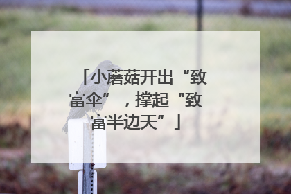 小蘑菇开出“致富伞”，撑起“致富半边天”