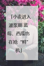 小麦进入灌浆期 蓝莓、西瓜也在抢“鲜”机