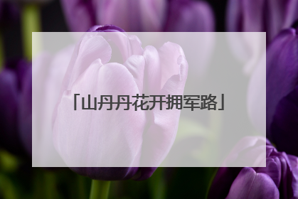 山丹丹花开拥军路