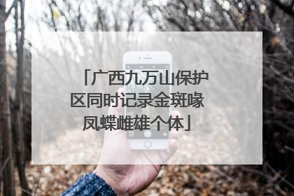 广西九万山保护区同时记录金斑喙凤蝶雌雄个体