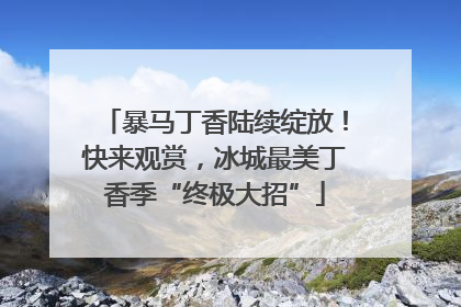 暴马丁香陆续绽放！快来观赏，冰城最美丁香季“终极大招”