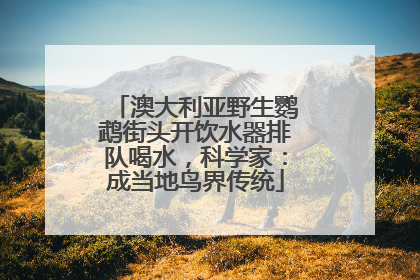 澳大利亚野生鹦鹉街头开饮水器排队喝水，科学家：成当地鸟界传统