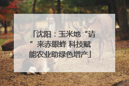 沈阳：玉米地“请”来赤眼蜂 科技赋能农业助绿色增产