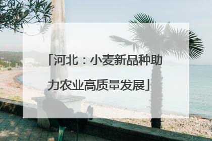 河北：小麦新品种助力农业高质量发展