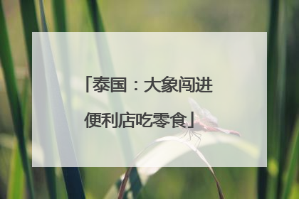 泰国：大象闯进便利店吃零食