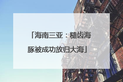 海南三亚：糙齿海豚被成功放归大海