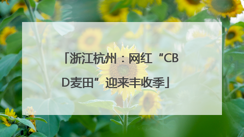 浙江杭州：网红“CBD麦田”迎来丰收季