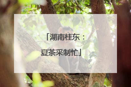 湖南桂东：夏茶采制忙