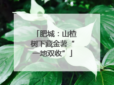 肥城：山楂树下藏金薯“一地双收”