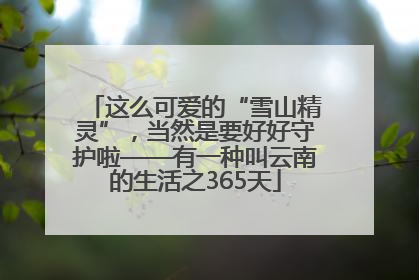 这么可爱的“雪山精灵”，当然是要好好守护啦——有一种叫云南的生活之365天
