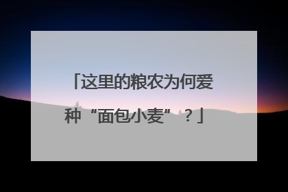 这里的粮农为何爱种“面包小麦”？
