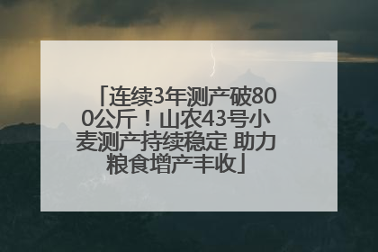 连续3年测产破800公斤！山农43号小麦测产持续稳定 助力粮食增产丰收