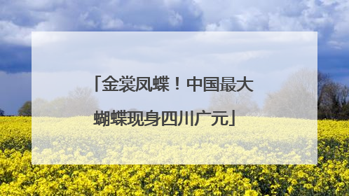 金裳凤蝶！中国最大蝴蝶现身四川广元