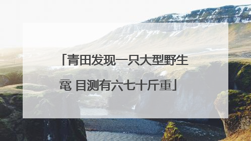 青田发现一只大型野生鼋 目测有六七十斤重