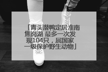 青头潜鸭定居淮南焦岗湖 最多一次发现104只，属国家一级保护野生动物