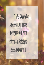 青海省发现川陕哲罗鲑野生自然繁殖种群