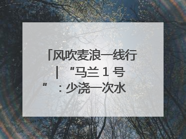 风吹麦浪一线行｜“马兰 1 号”：少浇一次水 多产一成粮