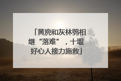 黄麂和灰林鸮相继“落难”，十堰好心人接力施救