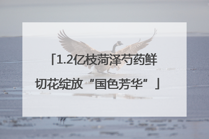 1.2亿枝菏泽芍药鲜切花绽放“国色芳华”
